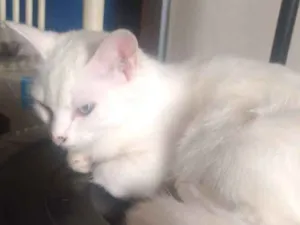 Gato raça Sem definição idade 2 a 6 meses nome Pantera, neve