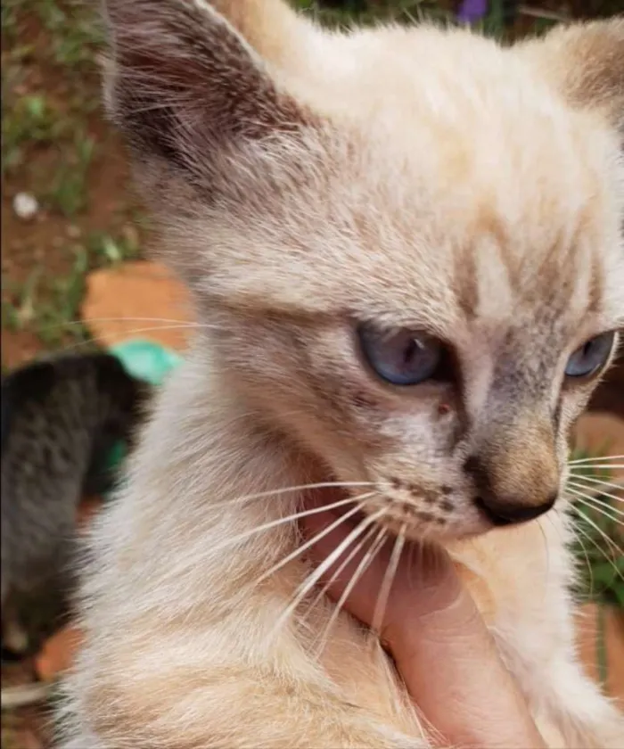 Gato ra a SRD idade 2 a 6 meses nome Lila
