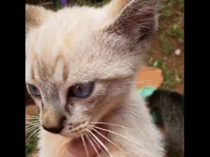 Gato raça SRD idade 2 a 6 meses nome Lila