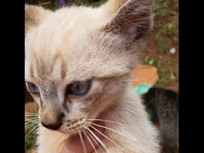 Gato ra a SRD idade 2 a 6 meses nome Lila