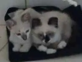 Gato raça Vira-Lata idade 2 a 6 meses nome Dara e Oli