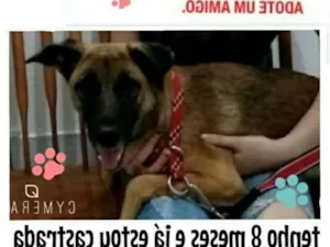 Cachorro raça SRD idade 7 a 11 meses nome ZOE