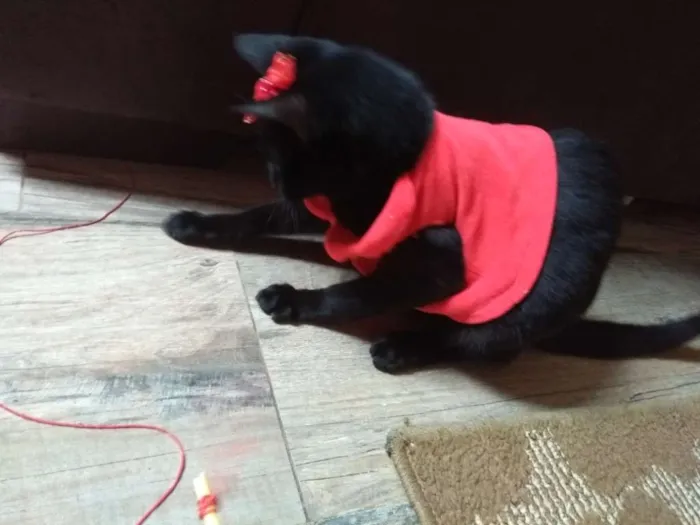 Gato ra a SRD idade 2 a 6 meses nome Lotha