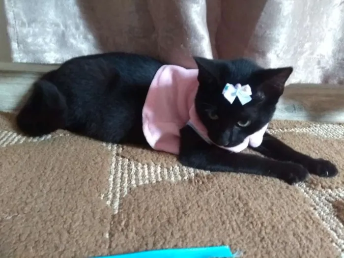 Gato ra a SRD idade 2 a 6 meses nome Lotha