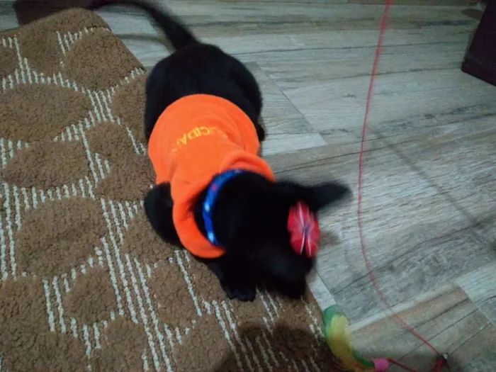 Gato ra a SRD idade 2 a 6 meses nome Lotha