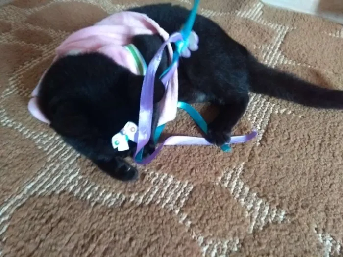 Gato ra a SRD idade 2 a 6 meses nome Lotha