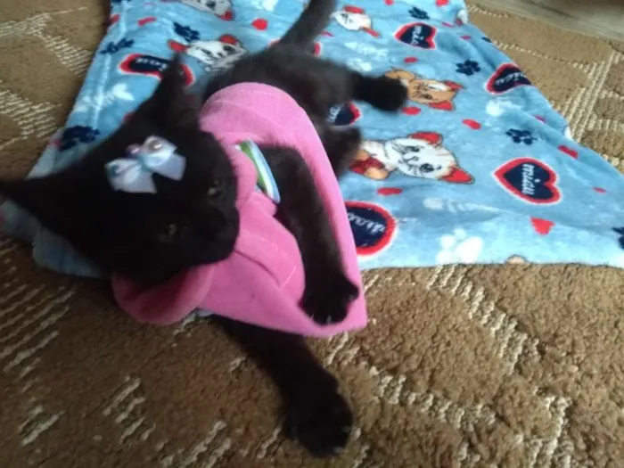 Gato ra a SRD idade 2 a 6 meses nome Lotha