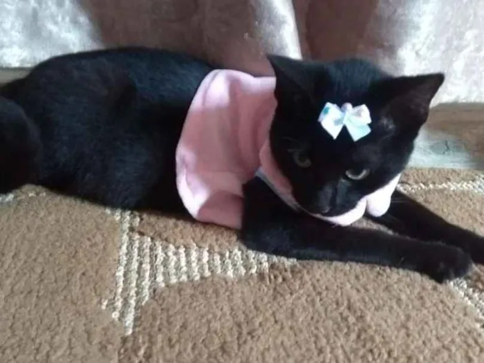 Gato ra a SRD idade 2 a 6 meses nome Lotha