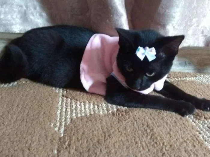 Gato ra a SRD idade 2 a 6 meses nome Lotha