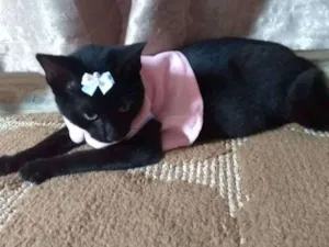 Gato raça SRD idade 2 a 6 meses nome Lotha
