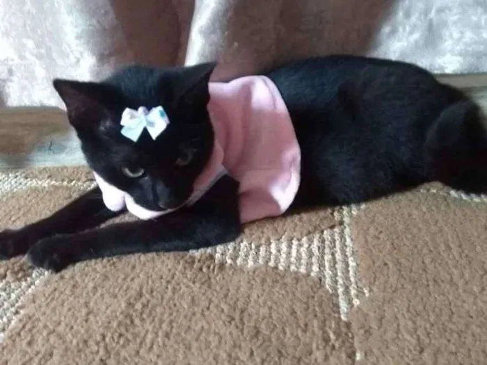 Gato ra a SRD idade 2 a 6 meses nome Lotha