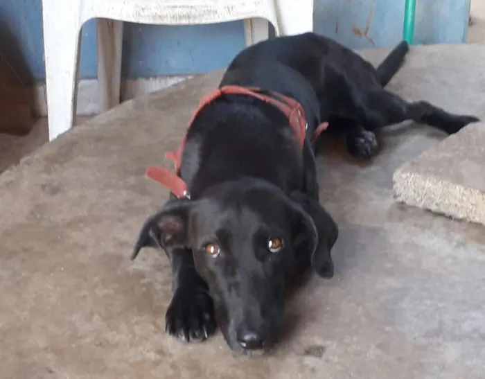 Cachorro ra a Vira lata idade 1 ano nome Puma