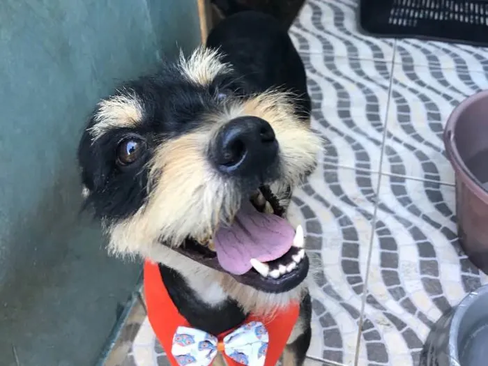 Cachorro ra a SRD idade 3 anos nome Gun