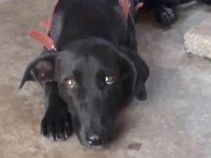 Cachorro raça Vira lata idade 1 ano nome Puma