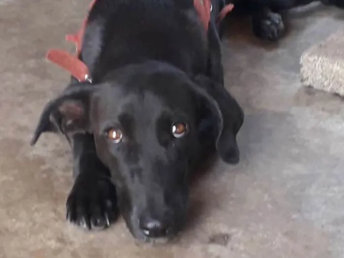 Cachorro ra a Vira lata idade 1 ano nome Puma