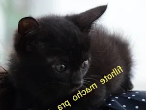 Gato raça SRD idade Abaixo de 2 meses nome Leon 