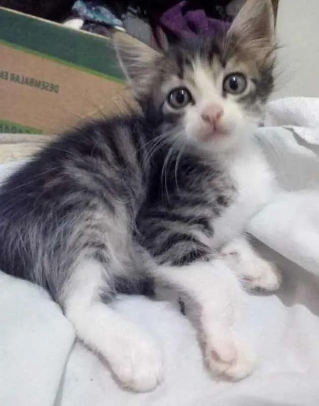 Gato ra a  idade 2 a 6 meses nome Tigrinho 