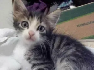 Gato raça  idade 2 a 6 meses nome Tigrinho 