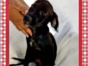 Cachorro raça Mestiço de Cocker idade 2 a 6 meses nome Bebe