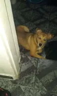 Luma