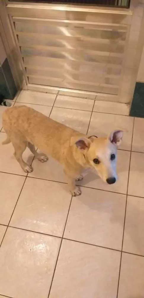 Cachorro ra a Vira-lata idade 2 a 6 meses nome Ping