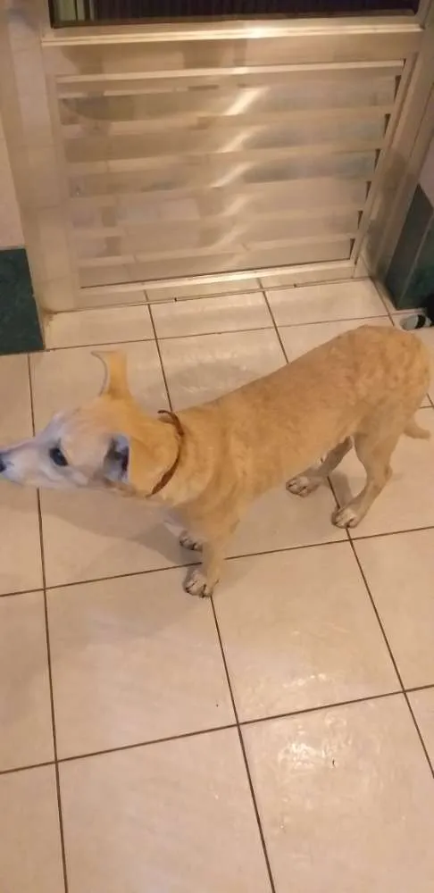 Cachorro ra a Vira-lata idade 2 a 6 meses nome Ping