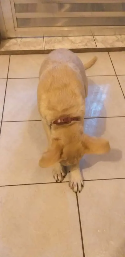Cachorro ra a Vira-lata idade 2 a 6 meses nome Ping