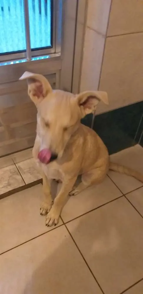Cachorro ra a Vira-lata idade 2 a 6 meses nome Ping