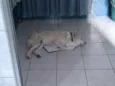 Ping