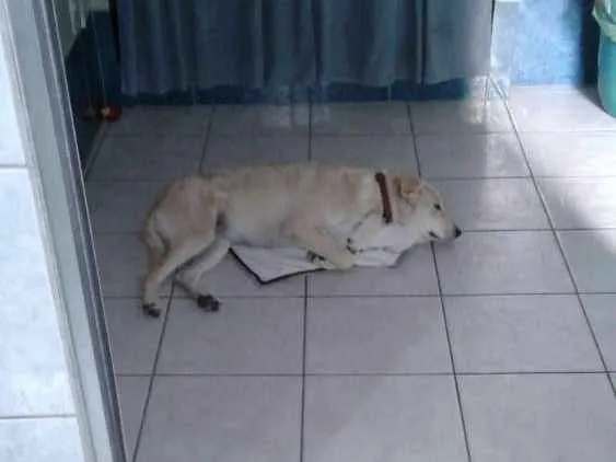 Cachorro ra a Vira-lata idade 2 a 6 meses nome Ping