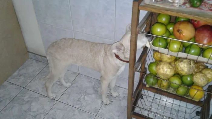 Cachorro ra a Vira-lata idade 2 a 6 meses nome Ping