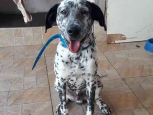Cachorro raça Pai Dalmata, mãe sem raça defi idade 2 a 6 meses nome Gohan