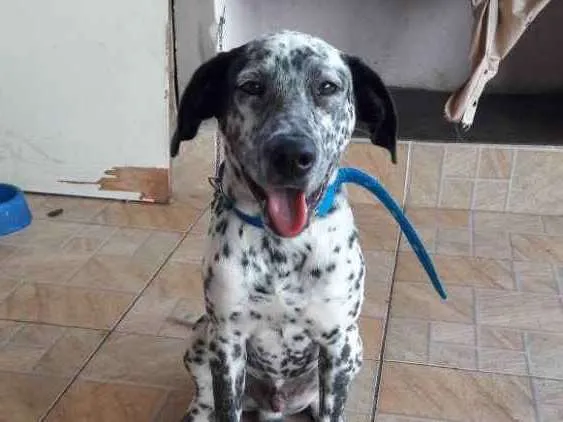 Cachorro raça Pai Dalmata, mãe sem raça defi idade 2 a 6 meses nome Gohan
