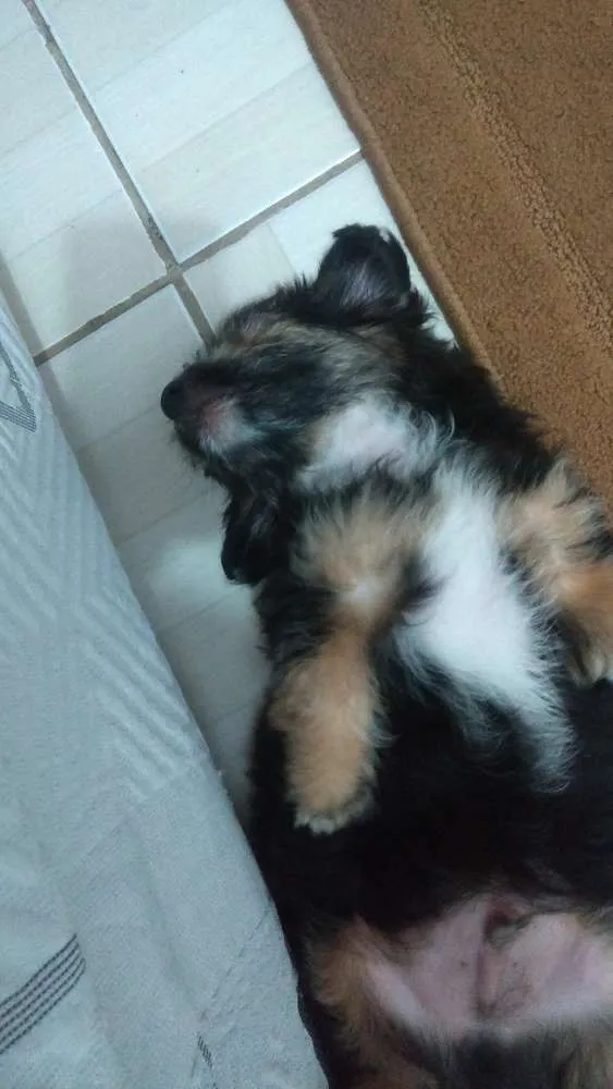 Cachorro raça Desconheço idade 2 a 6 meses nome Neguinho