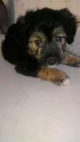 Neguinho