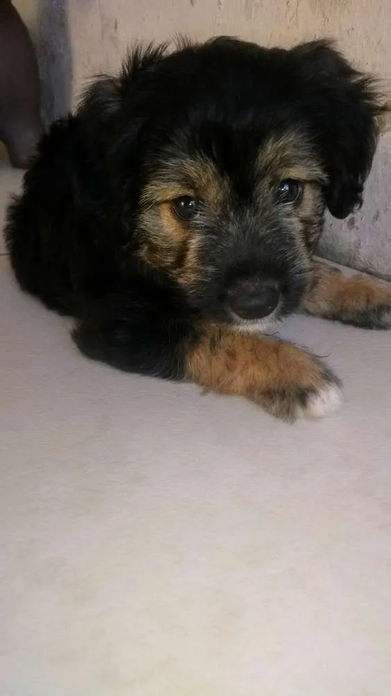 Cachorro raça Desconheço idade 2 a 6 meses nome Neguinho