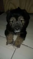 Neguinho
