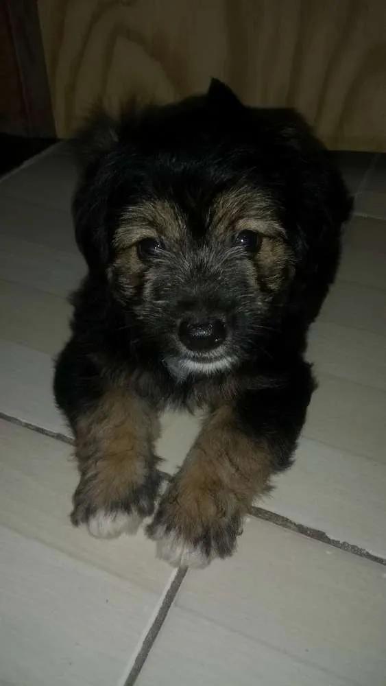 Cachorro raça Desconheço idade 2 a 6 meses nome Neguinho