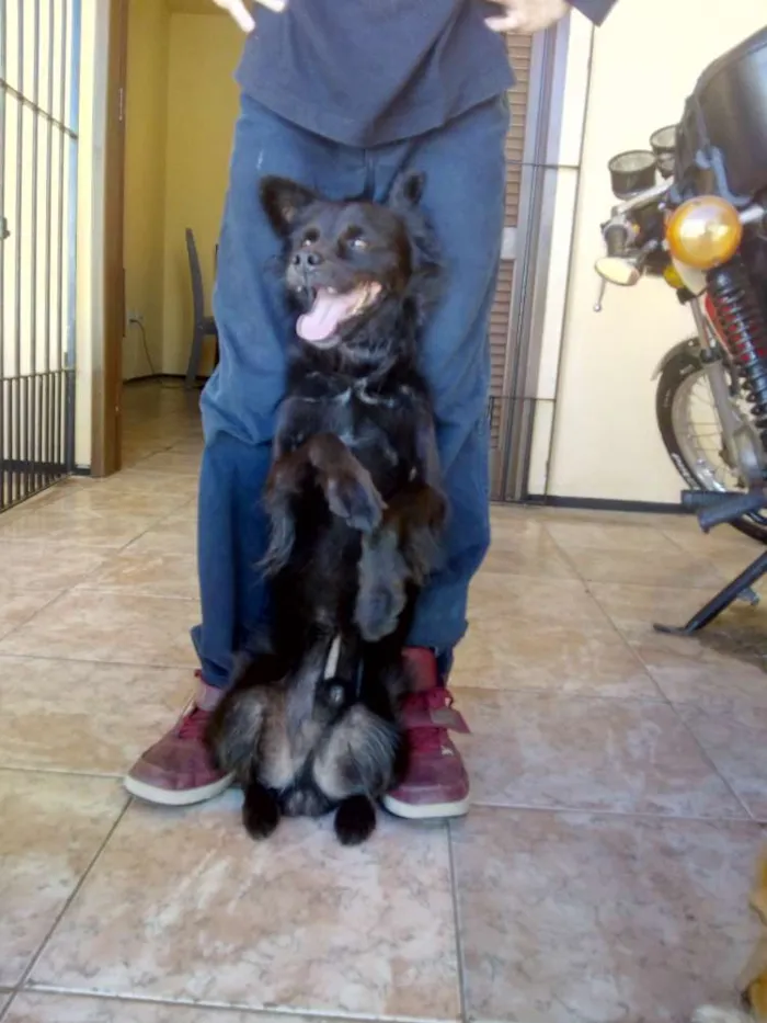 Cachorro ra a Srd idade 6 ou mais anos nome Tito
