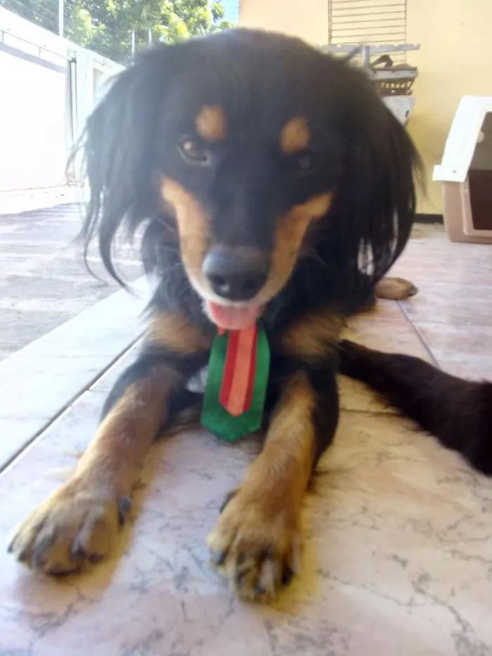 Cachorro ra a  idade 2 anos nome Filemom