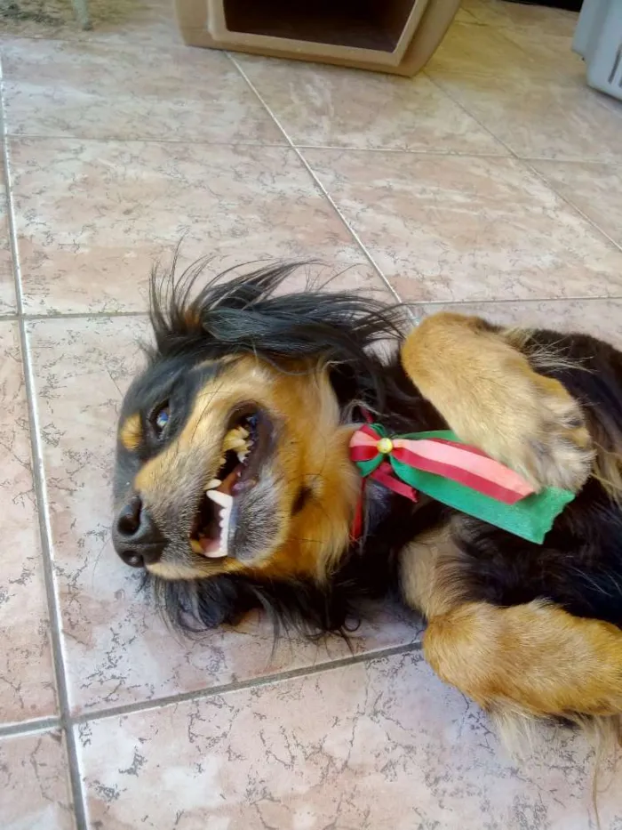 Cachorro ra a  idade 2 anos nome Filemom