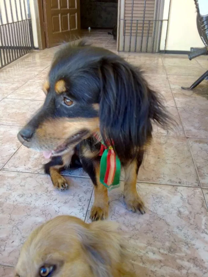 Cachorro ra a  idade 2 anos nome Filemom