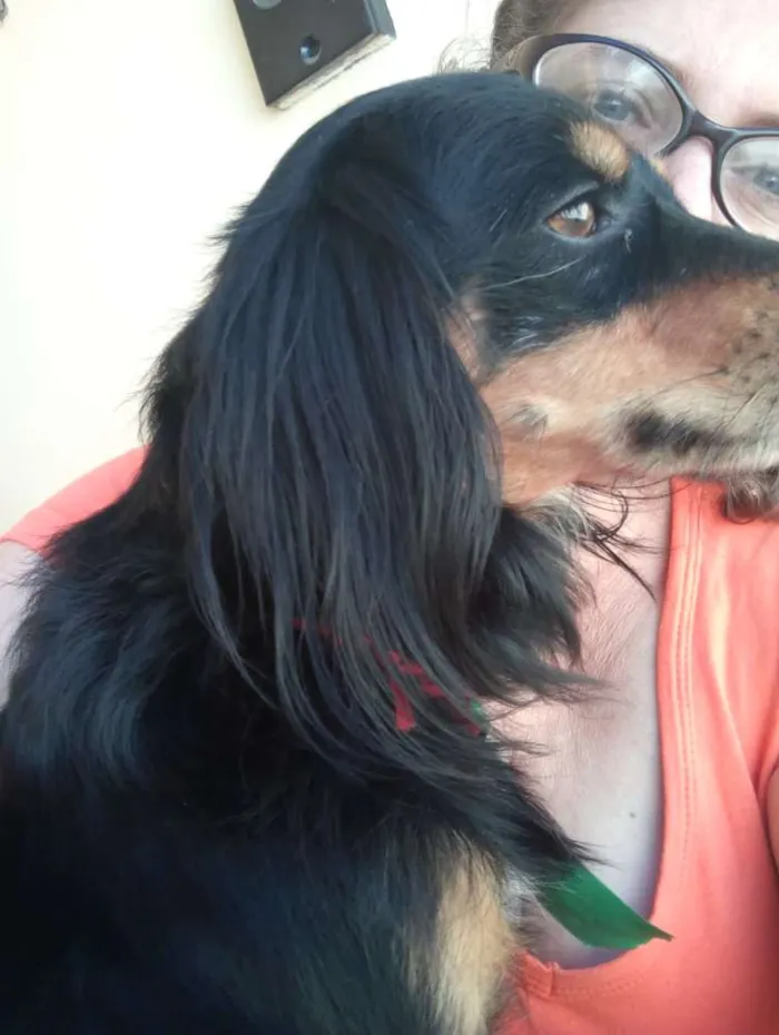 Cachorro ra a  idade 2 anos nome Filemom