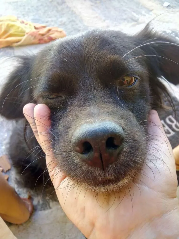 Cachorro ra a Srd idade 6 ou mais anos nome Tito