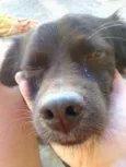 Tito