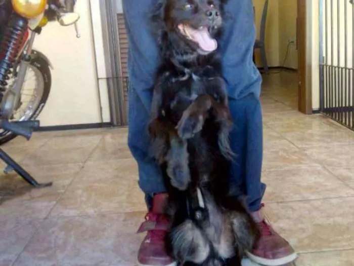 Cachorro ra a Srd idade 6 ou mais anos nome Tito