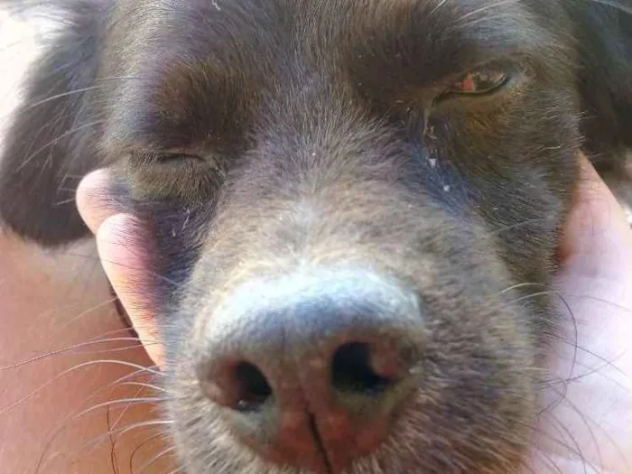 Cachorro ra a Srd idade 6 ou mais anos nome Tito