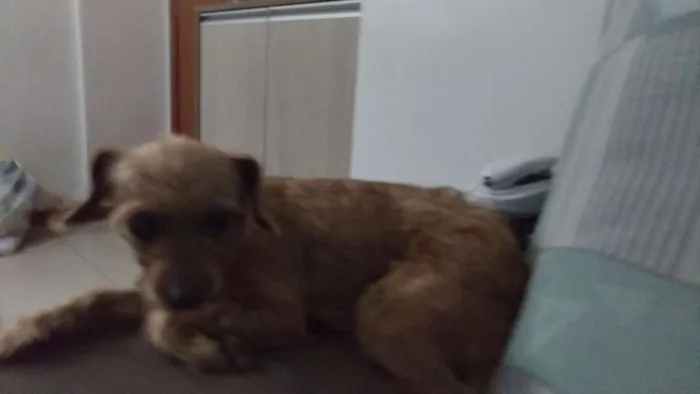 Cachorro ra a SRD idade 1 ano nome Arisca