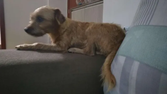 Cachorro ra a SRD idade 1 ano nome Arisca