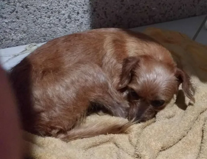 Cachorro ra a SRD idade 1 ano nome Arisca